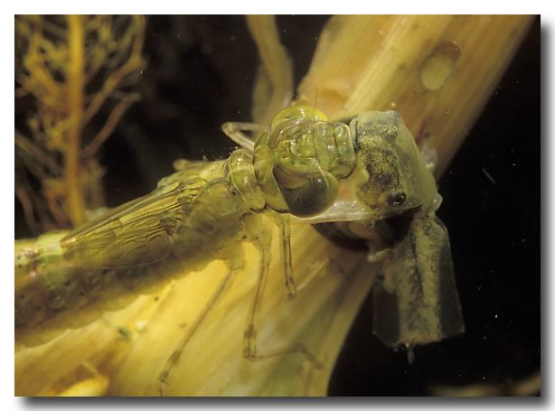 dragonfly larvae predators