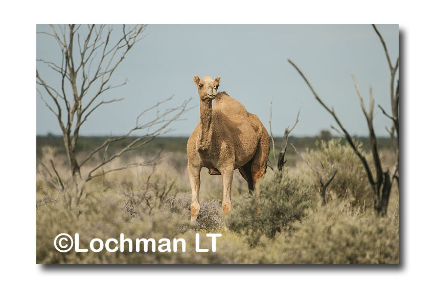 One-humped Camel - Lochman TransparenciesLochman Transparencies