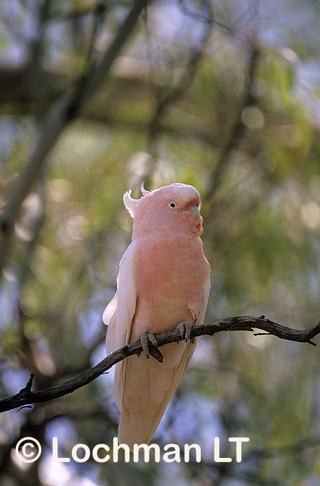 pink umbrella cockatoo