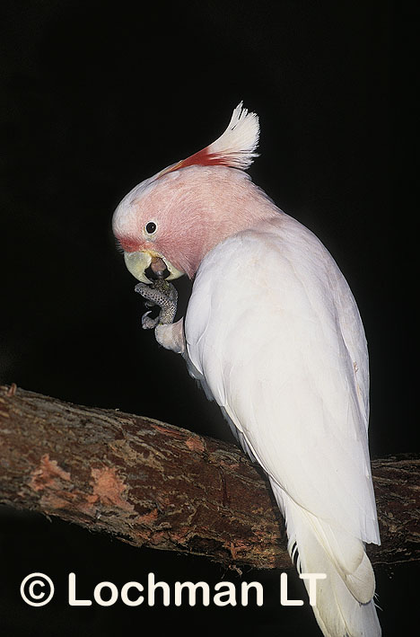 flourescent pink umbrella cockatoo
