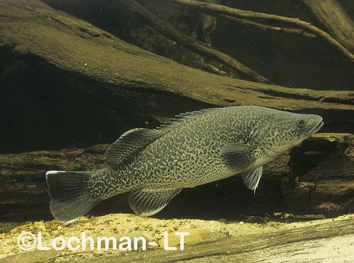 Invasive parasite found in Murray cod, trout cod across New South Wales -  ABC News