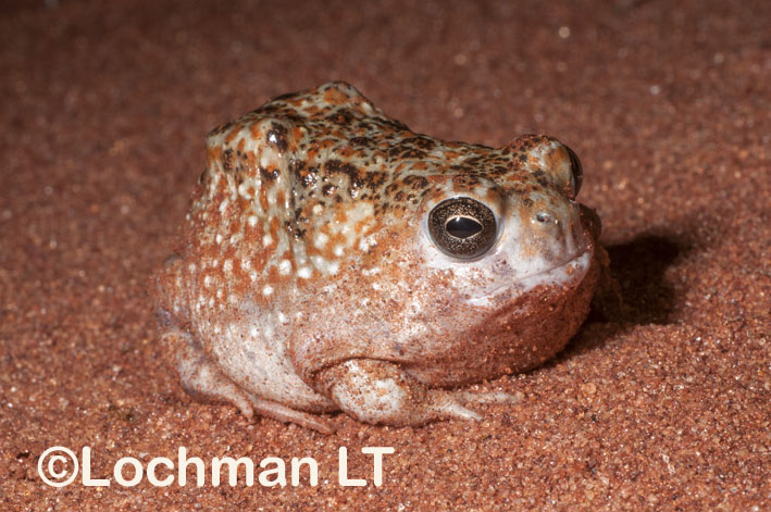 Meet the Mottled Monocular Toad