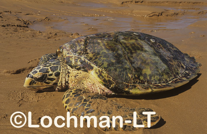 Hawksbill Turtle | Lochman Transparencies