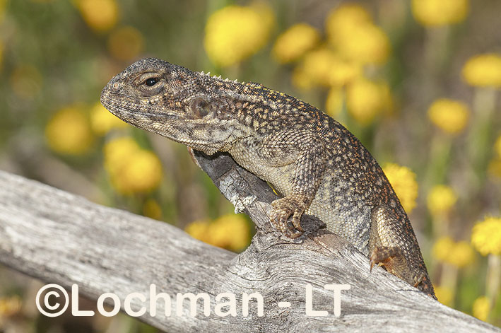 Western Netted Dragon - Lochman TransparenciesLochman Transparencies