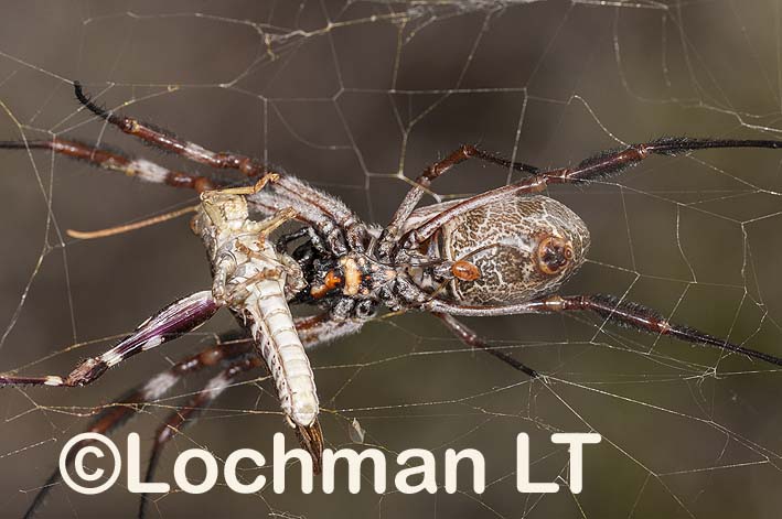 nephila edulis with bird